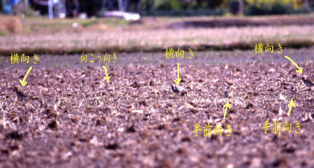 ���i�O������T�������摜