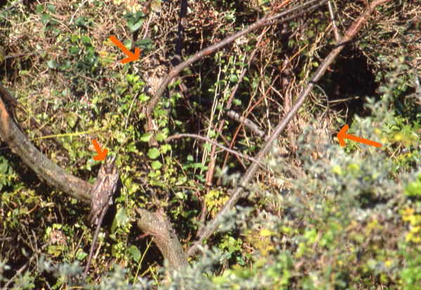 �g���t�Y�N�̉摜